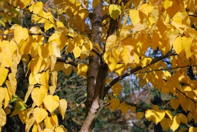 Betula maximowicziana - bříza Maximowičova - podzimní větévky